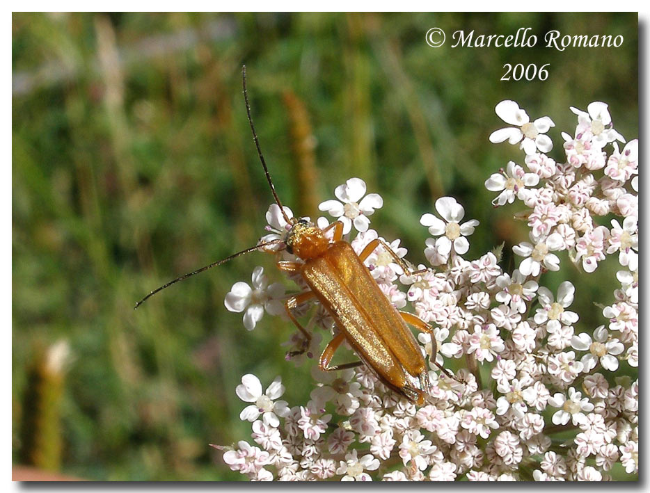 Prime visioni: 2.Oedemera podagrariae (Oedemeridae)